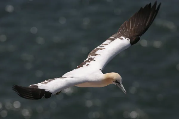 Basstölpel Sula Bassana Fliegen — Stockfoto