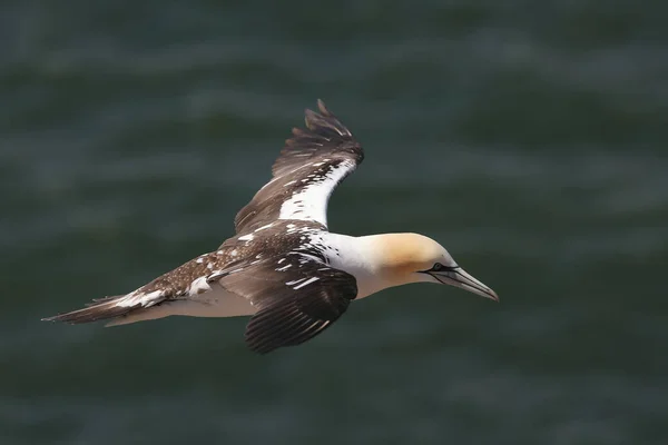 Basstölpel Sula Bassana Fliegen — Stockfoto