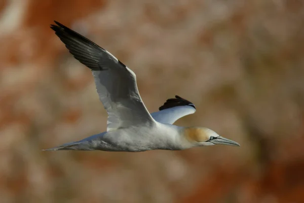 Basstölpel Sula Bassana Fliegen — Stockfoto