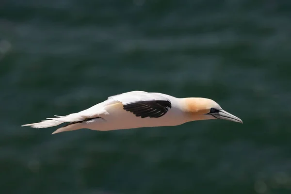 Basstölpel Sula Bassana Fliegen — Stockfoto