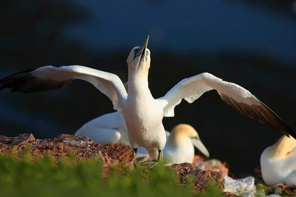 Basstölpel Sula Bassana Nest — Stockfoto