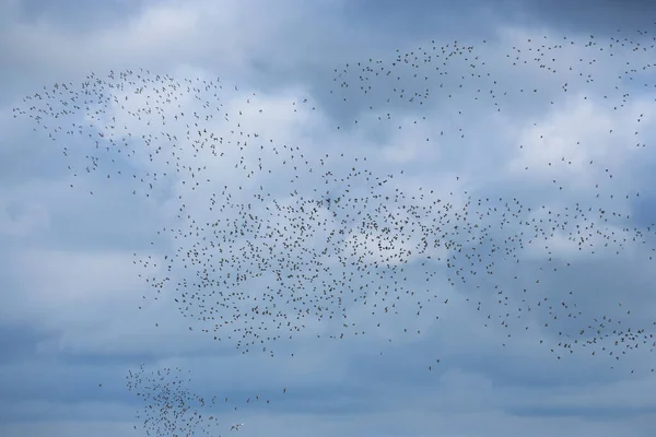 Hejno Ptáků Pobřeží Texel Nizozemsko — Stock fotografie