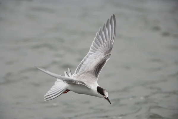 Jonge Stern Sterna Hirundo Vliegend — Stockfoto