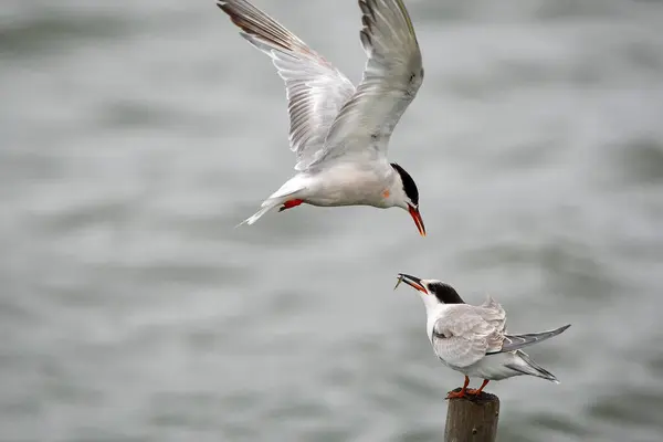 Sterna Comune Sterna Hirundo Che Alimenta Loro Piccione Durante Volo — Foto Stock