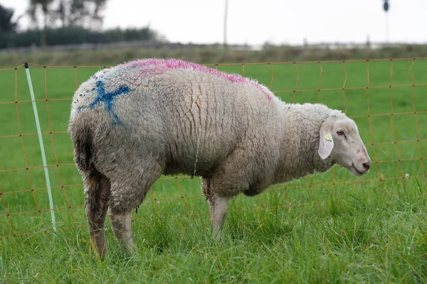 Malattia Della Lingua Blu Pecore Gravemente Malate — Foto Stock