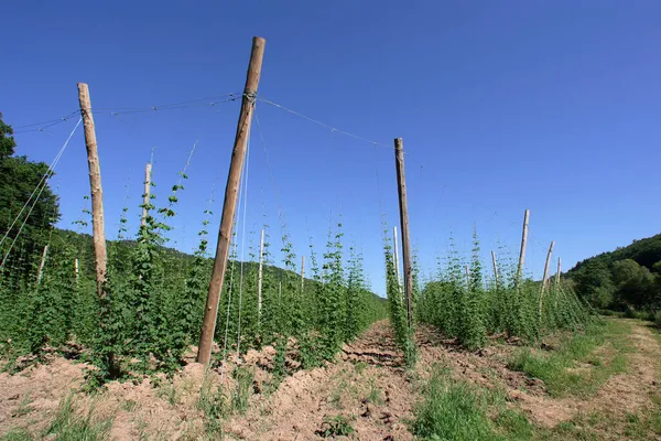 Houblon Pruemzurlay Eifel Rhénanie Nord Westphalie Allemagne — Photo