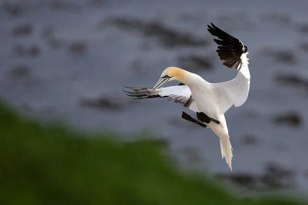 Gannet Nordique Sula Bassana — Photo