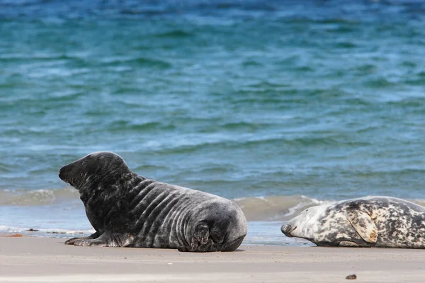 Focas Grises Halichoerus Grypus Playa —  Fotos de Stock