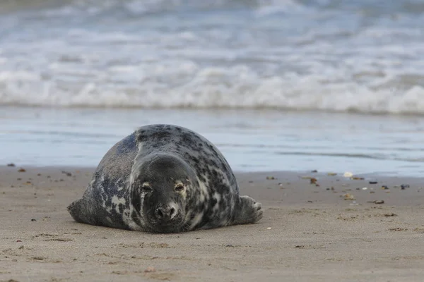 Grey Seals Halichoerus Grypus Пляжі — стокове фото
