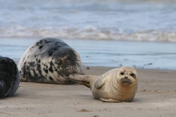 Grey Seals Halichoerus Grypus Пляжі — стокове фото