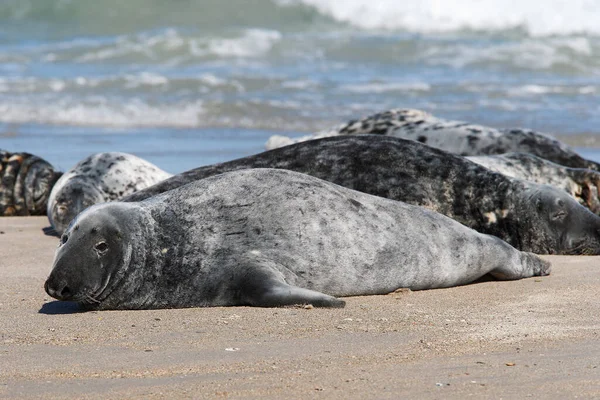 Grey Seals Halichoerus Grypus Pláži — Stock fotografie