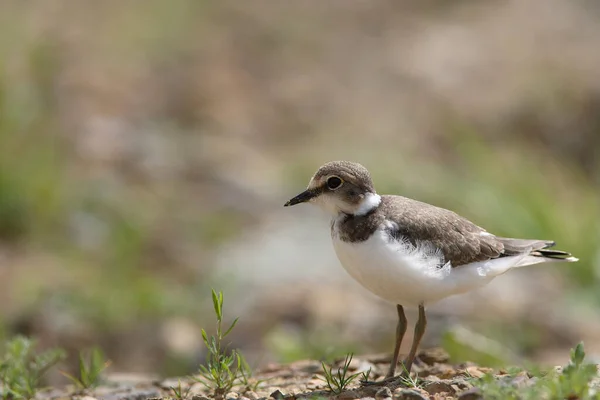 Chorro Anillado Charadrius Dubius —  Fotos de Stock