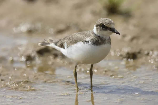 Kis Gyűrűs Lóhere Charadrius Dubius — Stock Fotó