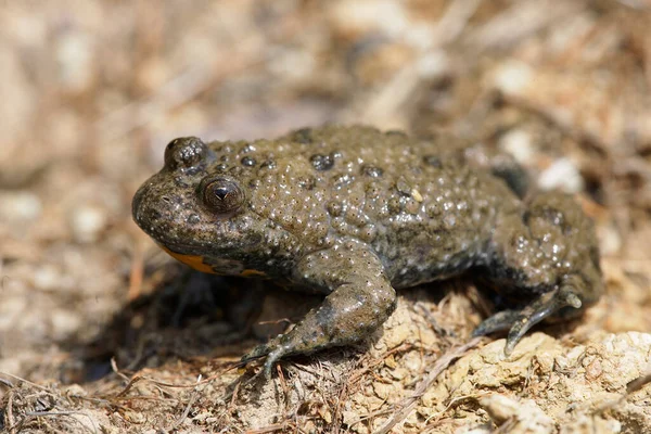 Crapaud Ventre Jaune Bombina Variegata — Photo