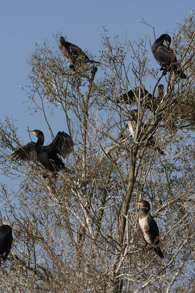 Μεγάλοι Κορμοράνοι Phalacrocorax Carbo Δέντρο — Φωτογραφία Αρχείου