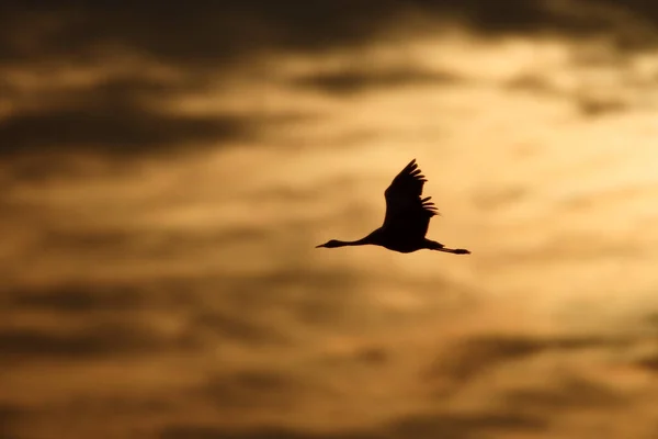 Żurawie Eurazjatyckie Grus Grus Powietrzu Zachód Słońca — Zdjęcie stockowe