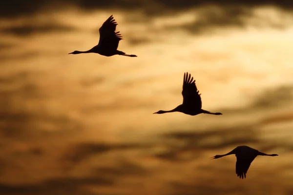 Běžné Jeřáby Grus Grus Vzduchu Západ Slunce — Stock fotografie