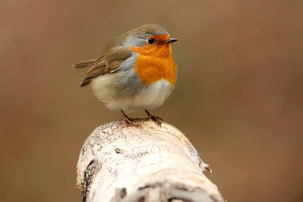 Robin Europeo Erithacus Rubecula —  Fotos de Stock