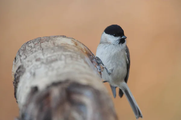 Willow Tit Poecile Montana — 图库照片