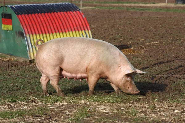 Vrije Uitloopvarkens Petershagen Noordrijn Westfalen Duitsland — Stockfoto