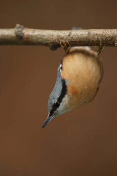 Eurasian Nuthatch Sitta Europaea Colgando Boca Abajo —  Fotos de Stock