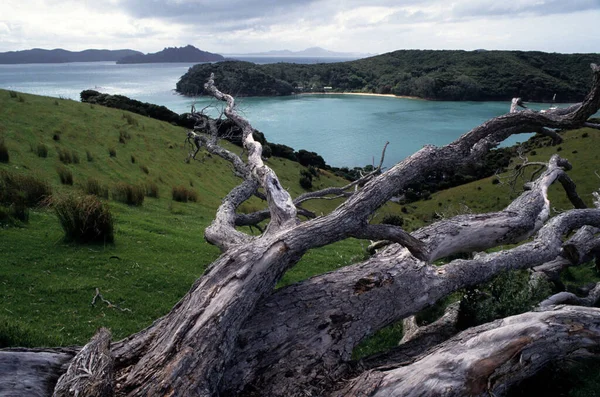 Bahía Las Islas Isla Del Norte Nueva Zelanda —  Fotos de Stock
