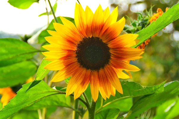 Virágzó Napraforgó Helianthus Annus — Stock Fotó