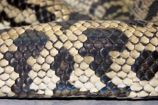 Serpent Python Python Spilotes Variegatus — Photo