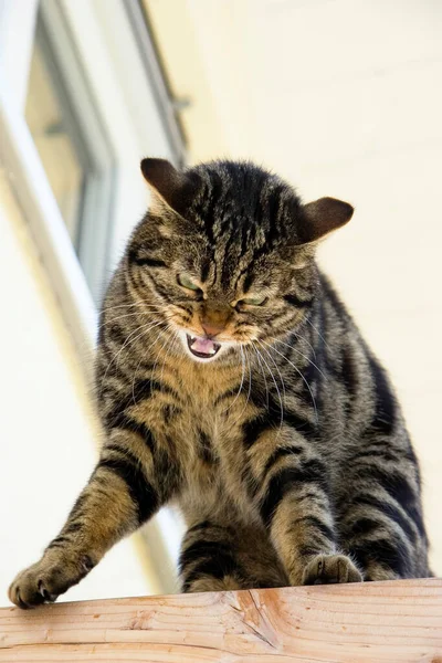 Doméstico Gato Telhado Viga Ronronando Alemanha — Fotografia de Stock