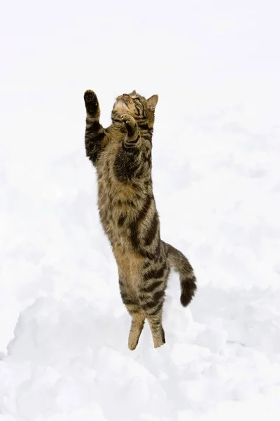 Katze Springt Schnee Hauskatze Rüde Deutschland — Stockfoto