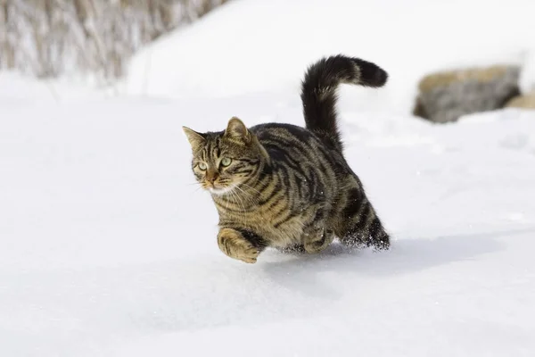 Cat Running Snow Domestic Cat Male Germany — Fotografia de Stock