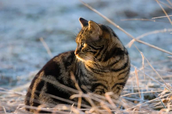 Gato Doméstico Sentado Inverno — Fotografia de Stock