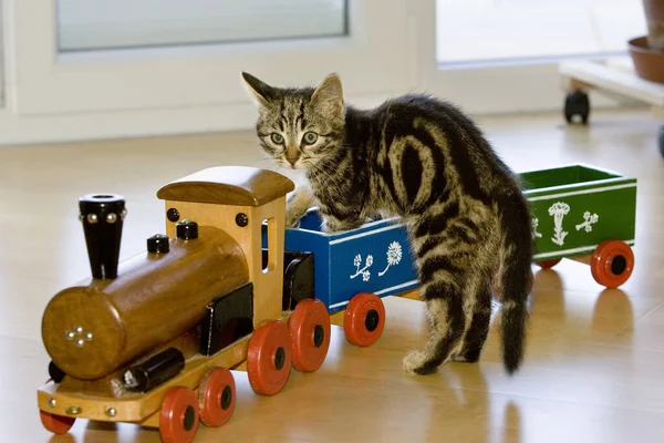 Jovem Gato Doméstico Com Trem Brinquedo — Fotografia de Stock