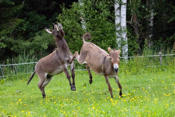 Burro Chutando Contra Macho Equus Asinus Baviera Alemanha — Fotografia de Stock