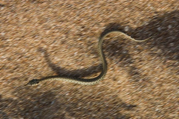 Jeune Serpent Annelé Déplaçant Sur Sable Natrix Natrix Grèce — Photo