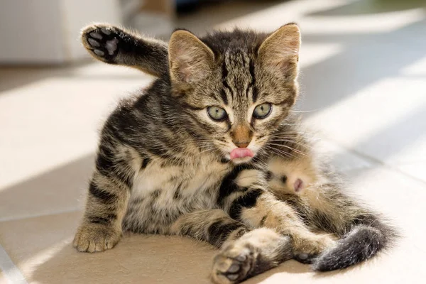 Young Domestic Cat Cleaning — Stock Photo, Image