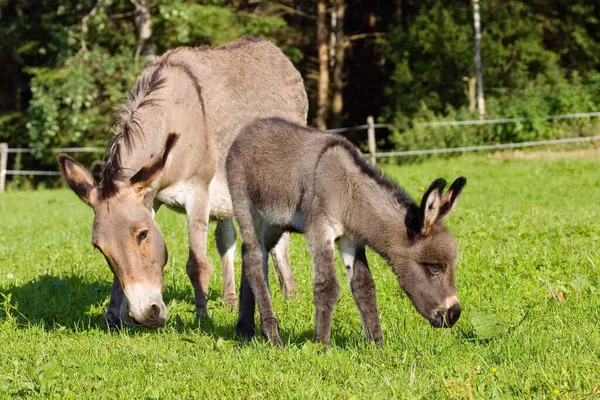 Γάιδαρος Πουλάρι Equus Asinus Βαυαρία Γερμανία — Φωτογραφία Αρχείου