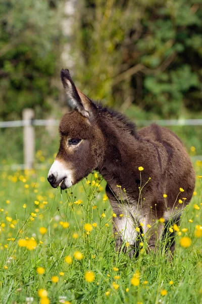 Donkey Foal Equus Asinus Bavaria Germany — 스톡 사진