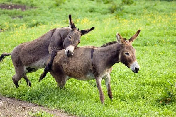 Ânes Accouplement Par Paire Equus Asinus Allemagne — Photo