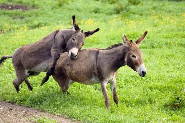 Burros Apareamiento Pareja Equus Asinus Alemania —  Fotos de Stock