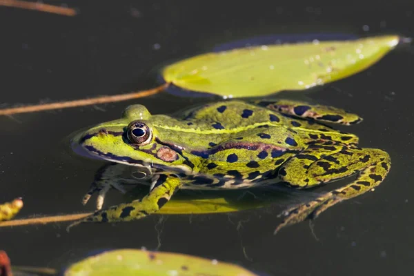 池の水棲カエル エスクレンタ バイエルン州 ドイツ — ストック写真