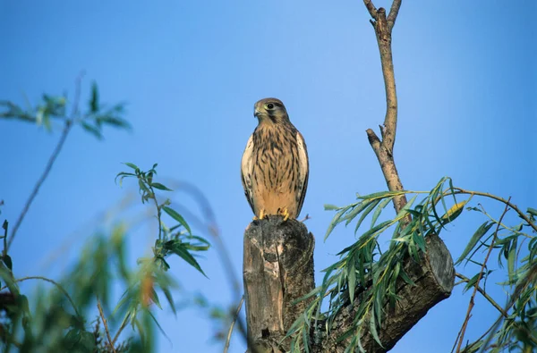 常见的雀鸟 Falco Tinnunculus 小雀鸟栖息在树干上 — 图库照片