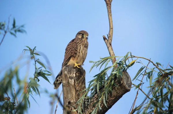 Κοινό Kestrel Falco Tinnunculus Νεαρό Kestrel Σκαρφαλωμένο Στον Κορμό Του — Φωτογραφία Αρχείου