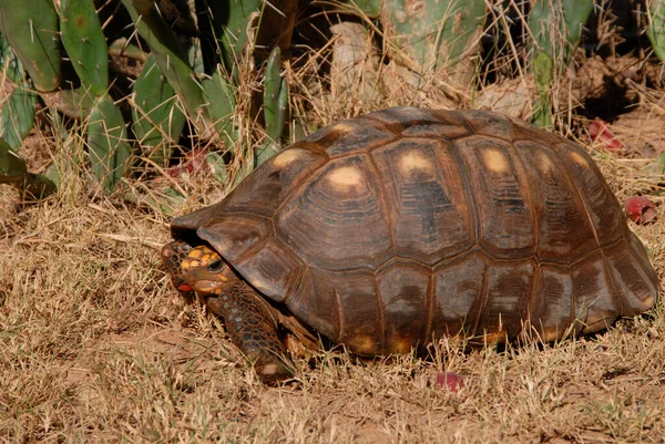 Red Footed Tortoise Geochelone Carbonaria Gran Chaco Paraguay — Stock Photo, Image