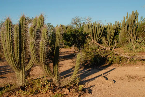 Madera Cactus Rio Pilcomayo Gran Chaco Paraguay — Foto de Stock