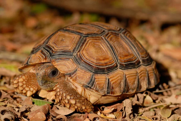 Sköldpadda Geochelone Chilensis Gran Chaco Paraguay Stockfoto