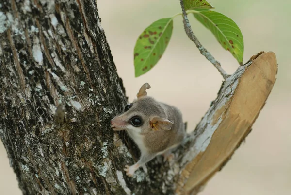 Kleine Marmosa Thylamys Pusillus Gran Chaco Paraguay — Stockfoto