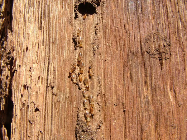 Termites Eroding Trunk Palm Concepcion Paraguay — Stock Photo, Image