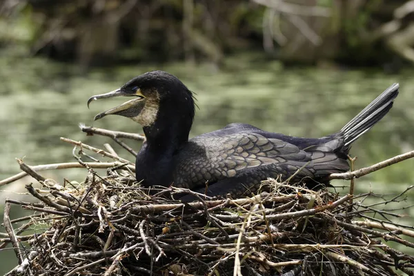 Cormorant Its Nest — Stock Photo, Image