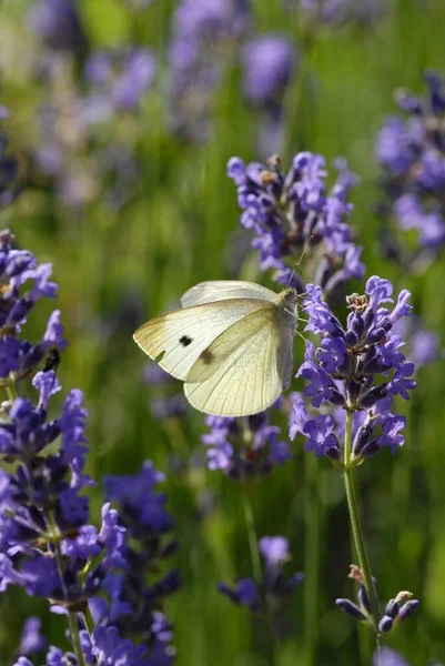 Large White Lavender Blossom Pieris Brassicae — Stock Photo, Image